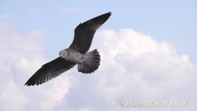 Yellow-legged Gull (michahellis) - ML201485381