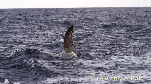 Yellow-legged Gull (michahellis) - ML201485391