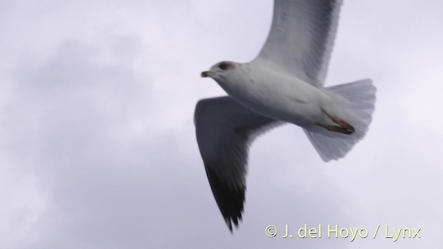 Yellow-legged Gull (michahellis) - ML201485401