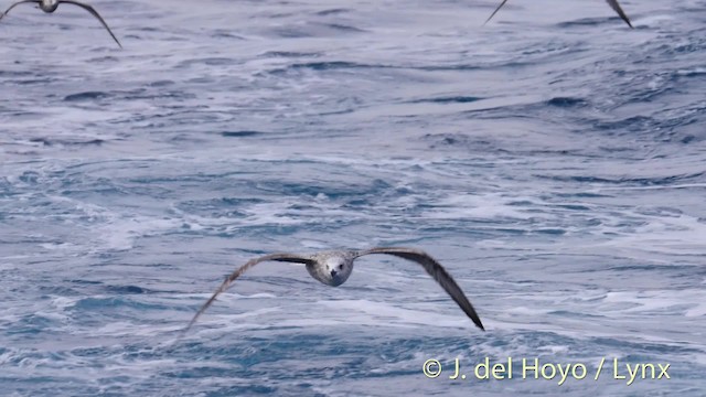 Yellow-legged Gull (michahellis) - ML201485411