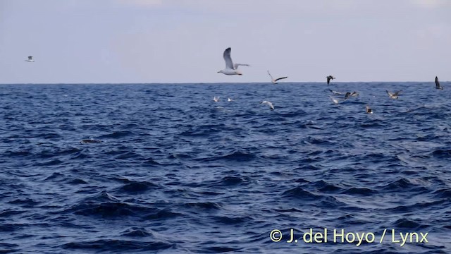 Yellow-legged Gull (michahellis) - ML201485421