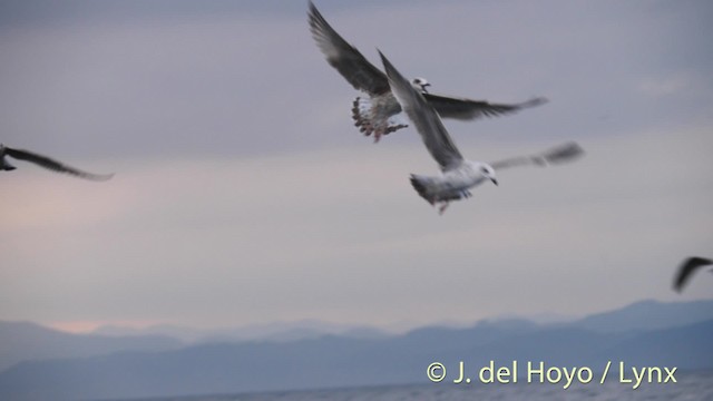 Yellow-legged Gull (michahellis) - ML201485431