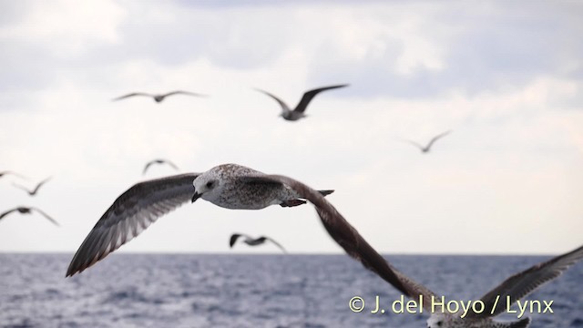 Yellow-legged Gull (michahellis) - ML201485451