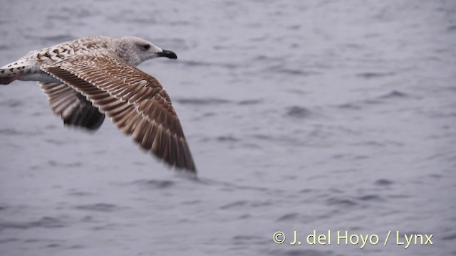 Yellow-legged Gull (michahellis) - ML201485461