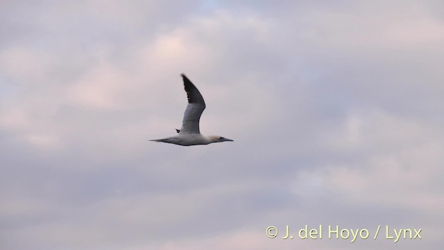 Northern Gannet - ML201485471