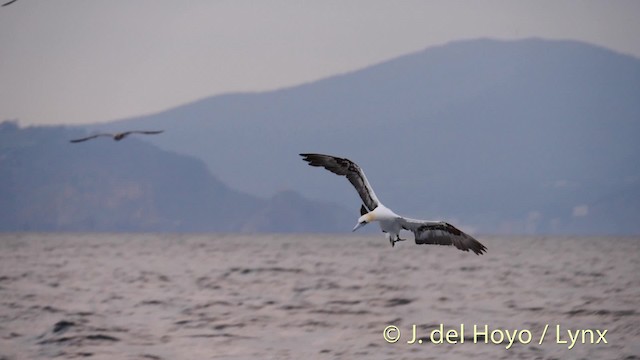 Northern Gannet - ML201485481