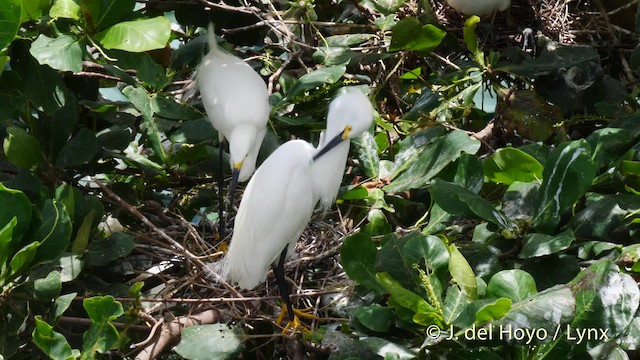 Snowy Egret - ML201485511