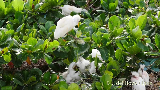 Snowy Egret - ML201485521