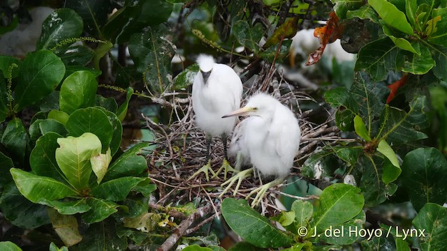 Aigrette neigeuse - ML201485531