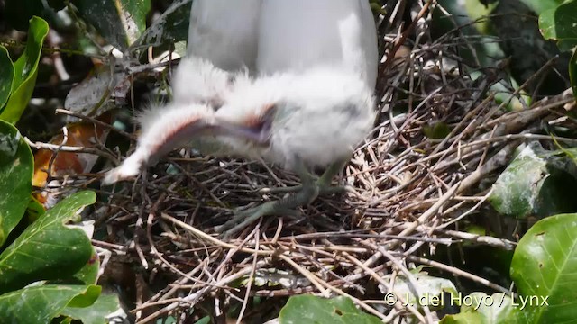 Snowy Egret - ML201485541