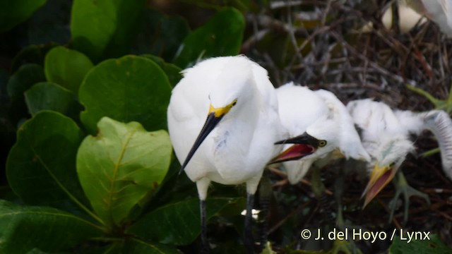 Snowy Egret - ML201485571