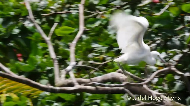 Snowy Egret - ML201485581