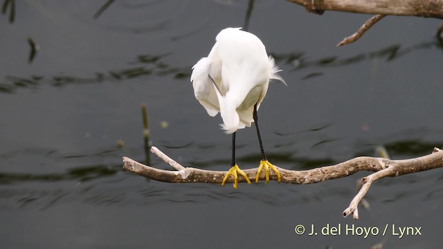 Snowy Egret - ML201485591