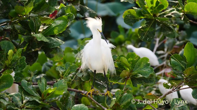 Snowy Egret - ML201485601