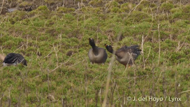 Taiga/Tundra Bean-Goose - ML201485621