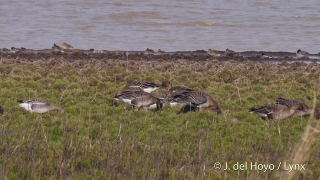 Taiga/Tundra Bean-Goose - ML201485631
