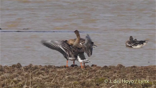 Taiga/Tundra Bean-Goose - ML201485641