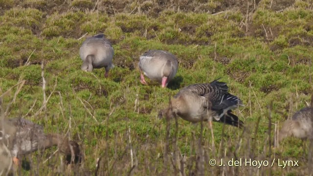 Oie cendrée (rubrirostris) - ML201485651