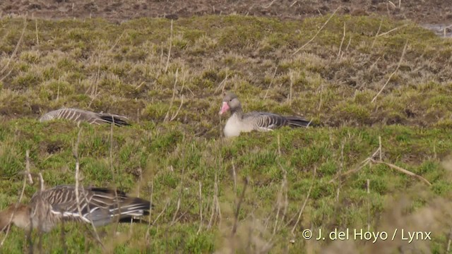 Гуска сіра (підвид rubrirostris) - ML201485661