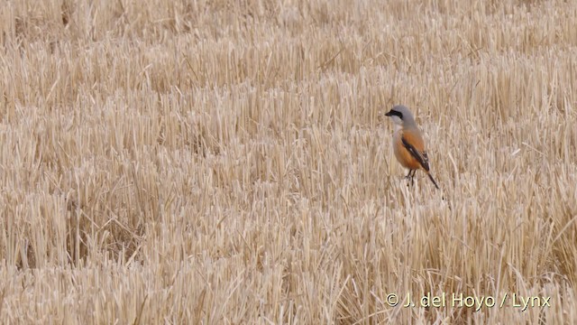 ťuhýk královský (ssp. schach) - ML201485701