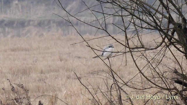 Chinese Gray Shrike - ML201485711