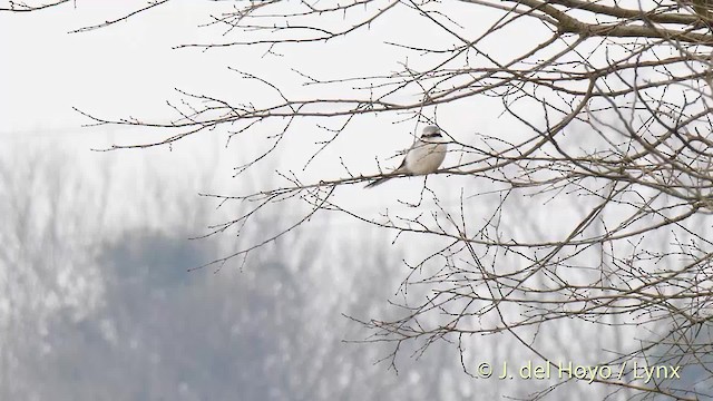 Chinese Gray Shrike - ML201485721