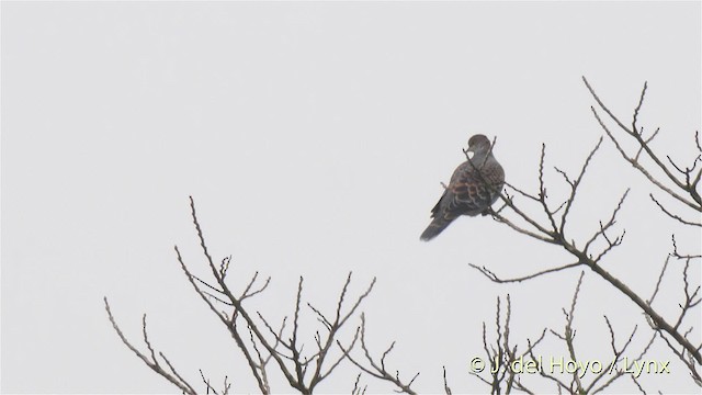 Oriental Turtle-Dove - ML201485731