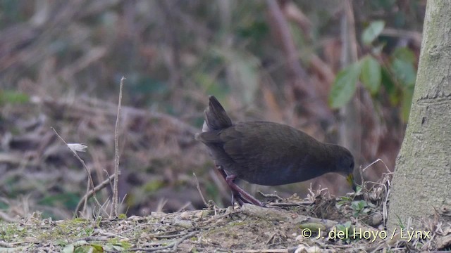 Brown Crake - ML201485751