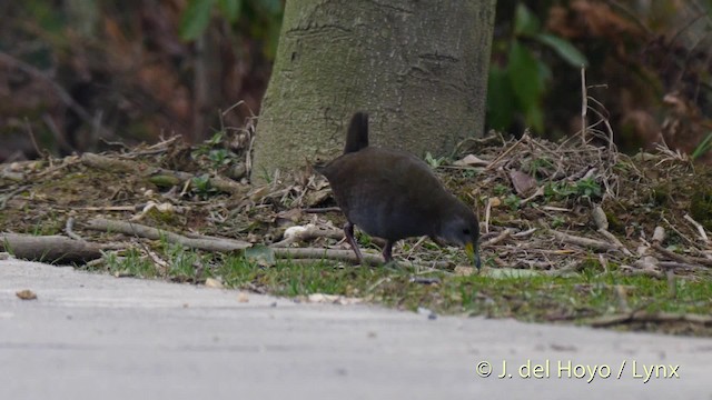 Brown Crake - ML201485761