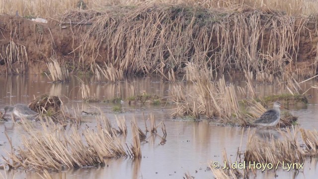 Spotted Redshank - ML201485771