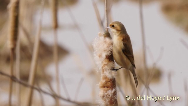 Chinese Penduline-Tit - ML201485781