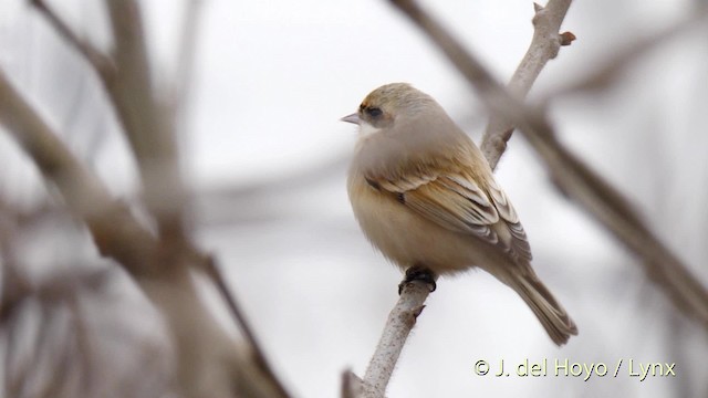 Chinese Penduline-Tit - ML201485791