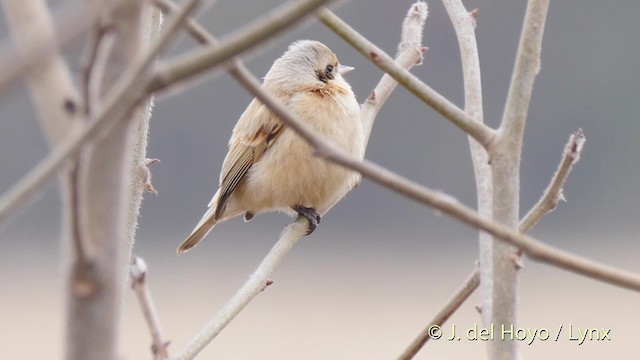 Chinabeutelmeise - ML201485801