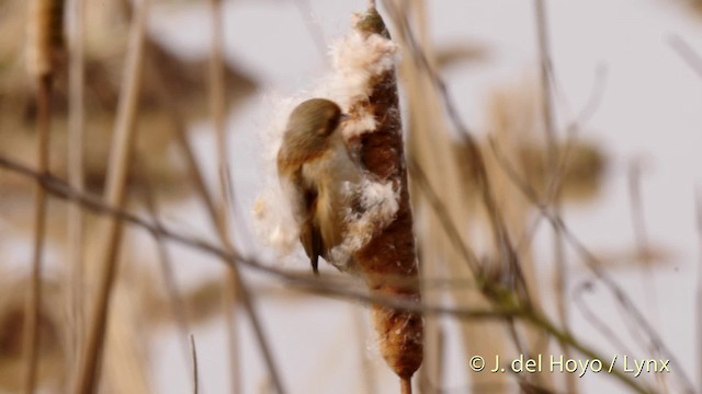 Rémiz de Chine - ML201485811