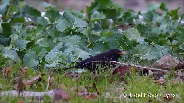 Chinese Blackbird - ML201485831