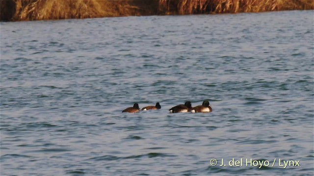 Baer's Pochard - ML201485841