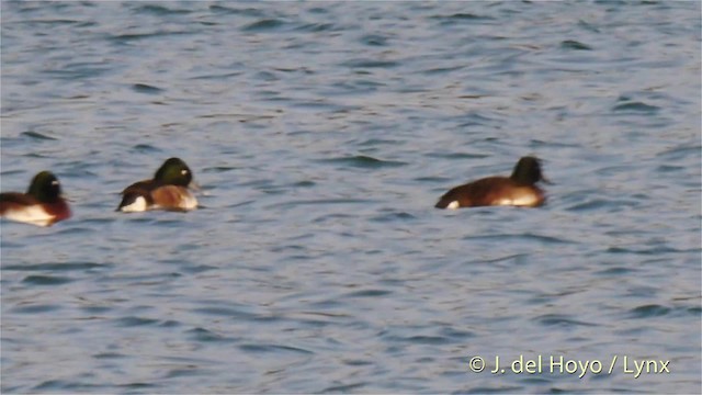 Baer's Pochard - ML201485851