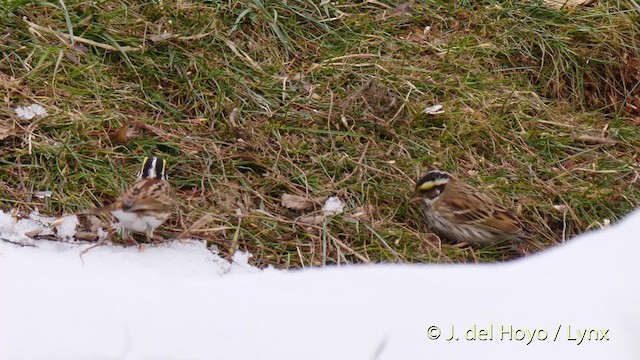 Yellow-browed Bunting - ML201485861