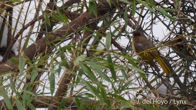 ミヤマヒヨドリ - ML201485951