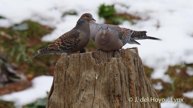 Oriental Turtle-Dove - ML201486001