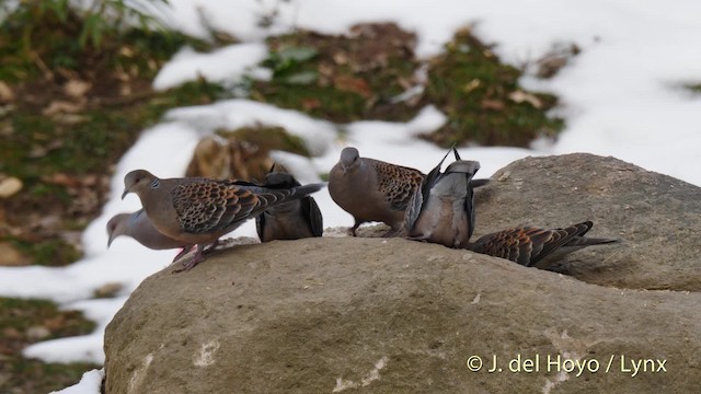 Oriental Turtle-Dove - ML201486011