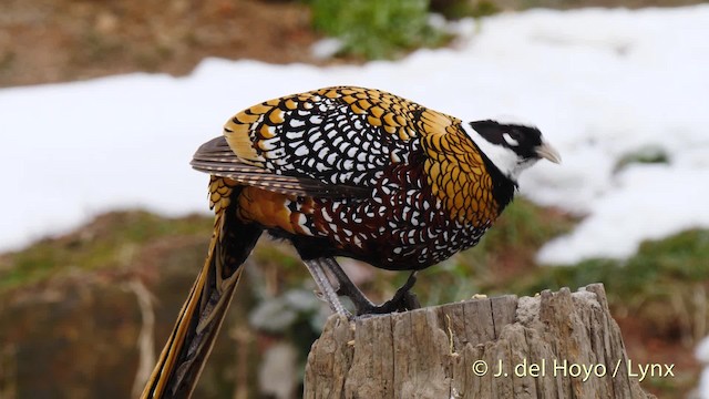 Reeves's Pheasant - ML201486041