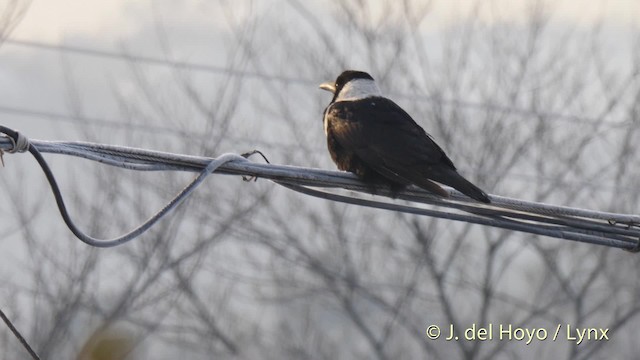 Collared Crow - ML201486081