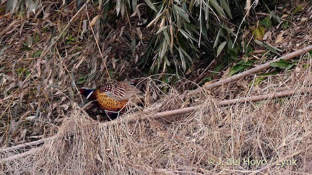 Ring-necked Pheasant - ML201486151