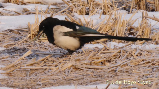 Oriental Magpie - ML201486161