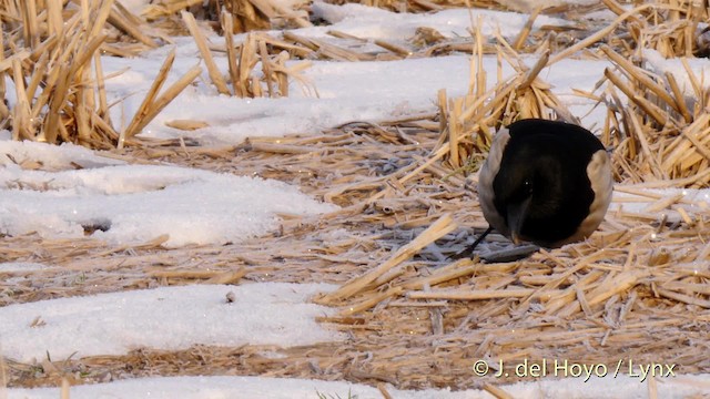 Oriental Magpie - ML201486181