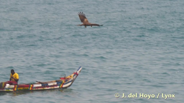 Black Kite (Yellow-billed) - ML201486191