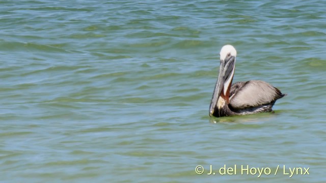 pelikán hnědý (ssp. carolinensis) - ML201486281