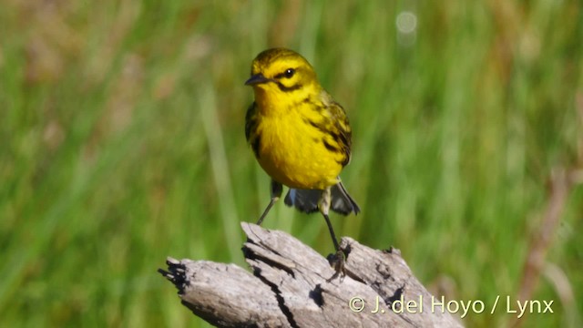 Prairie Warbler - ML201486291