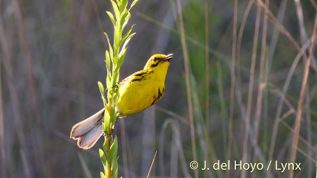 Prairie Warbler - ML201486301